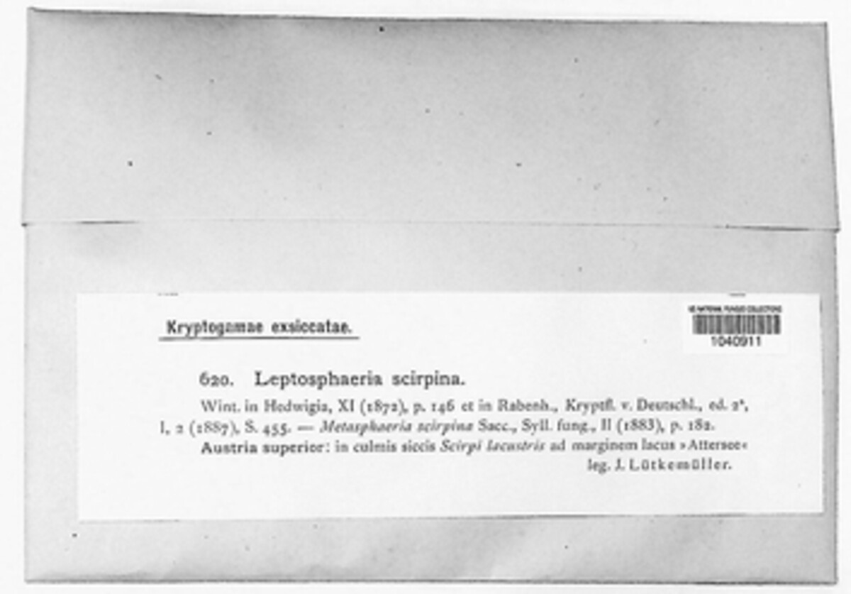 Massariosphaeria scirpina image
